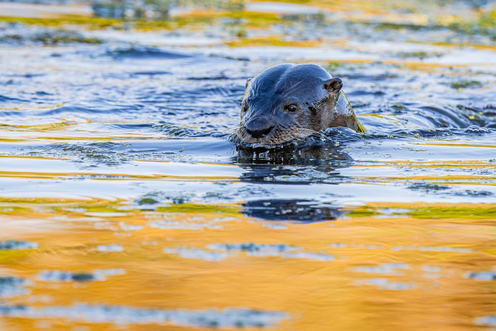 peaceful_waters_otter.jpg