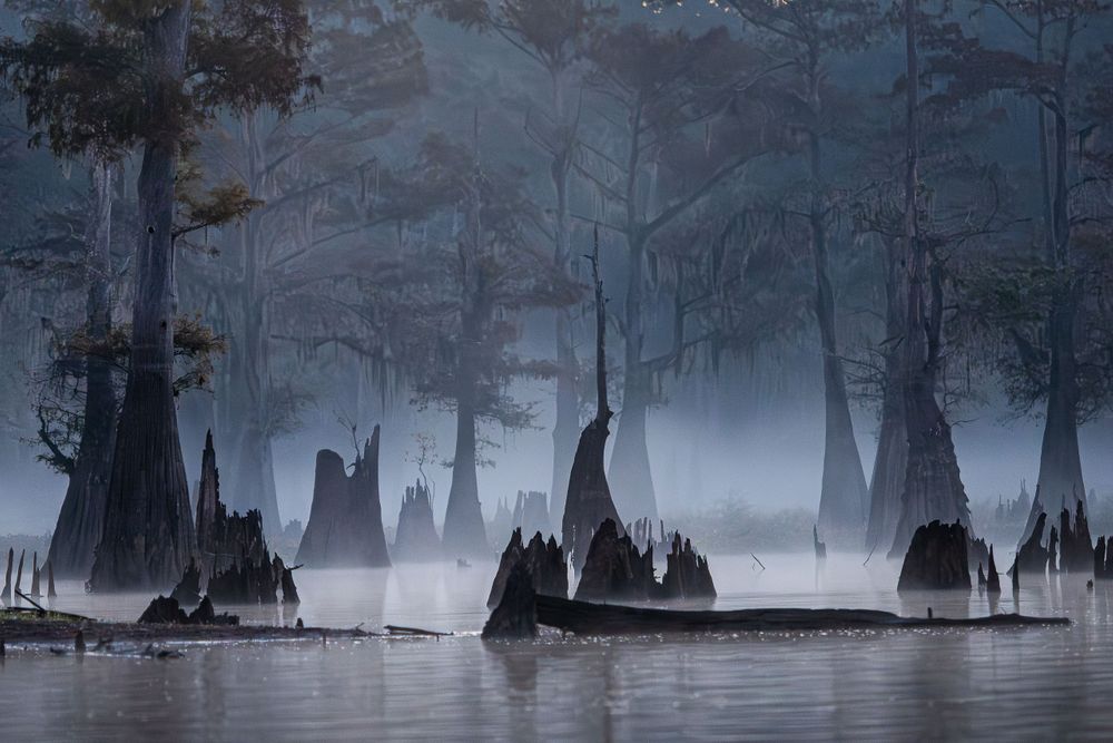20251114_moody_morning_fog_Louisiana_swamp_0001.jpg