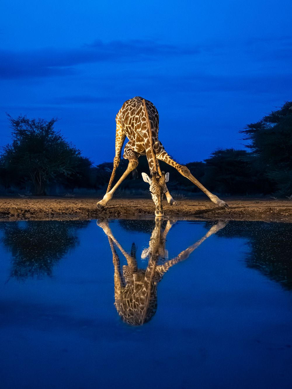 africa_shompole_giraffe_blue_hour.jpg