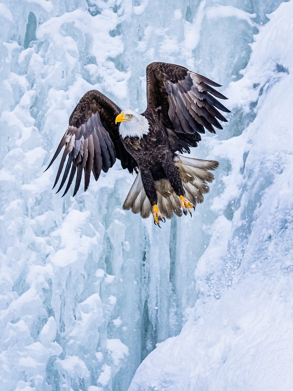 frozen_waterfall_eagle_liftoff.jpg