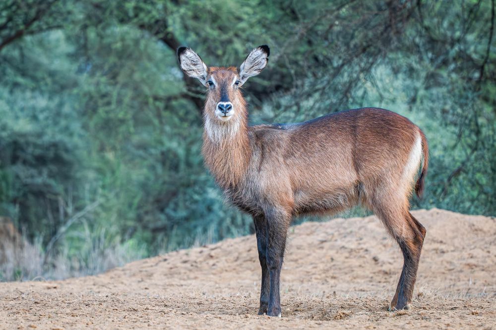 africa_waterbuck_when_the_wild_looks_back.jpg