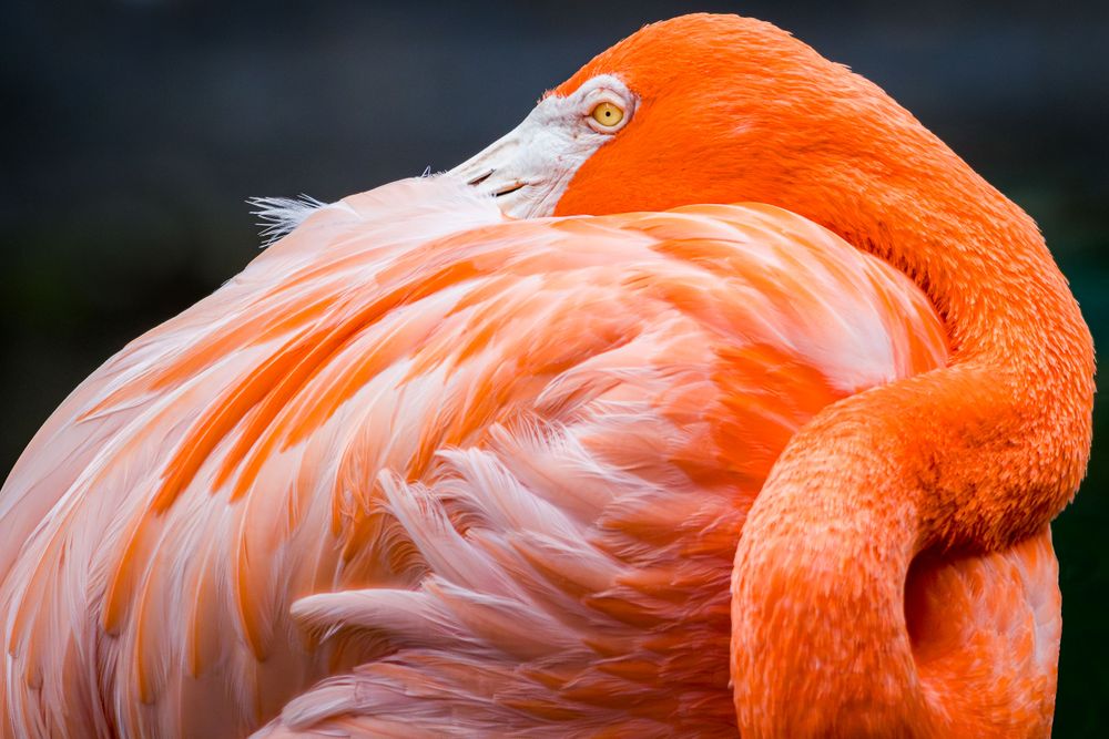 flamingo_gardens_flamingo_updated.jpg