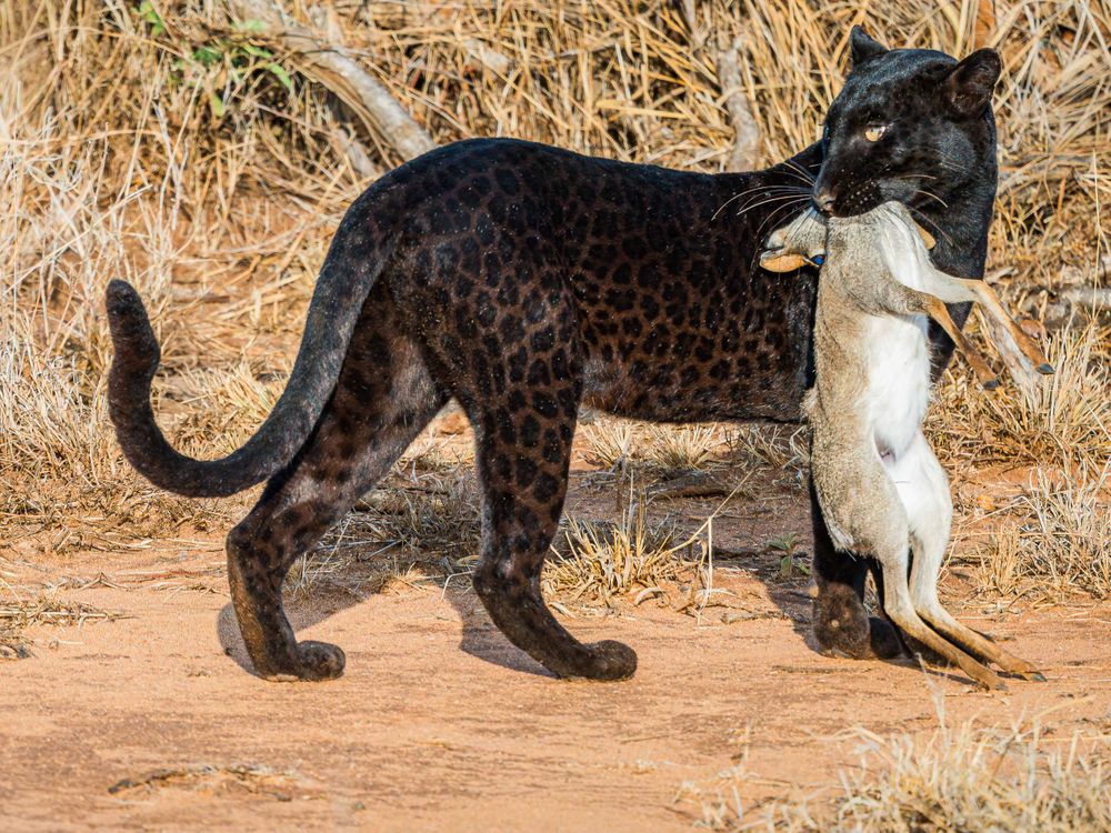 africa_Giza_with_dik_dik.jpg
