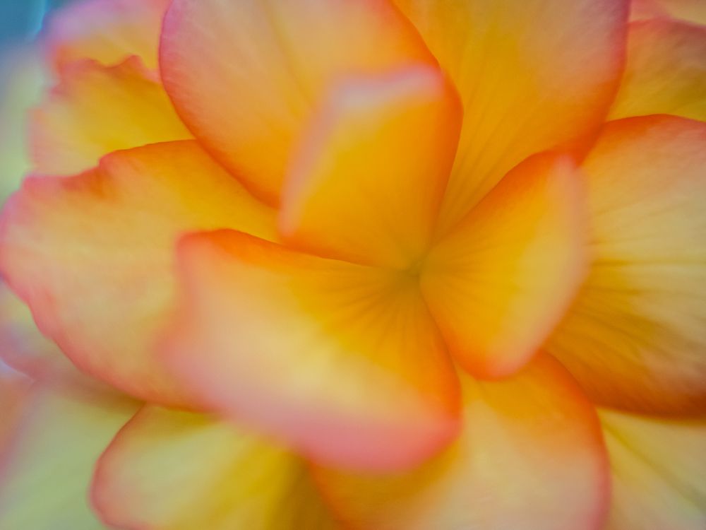 chicago_botanic_lensbaby_orange_petals.jpg