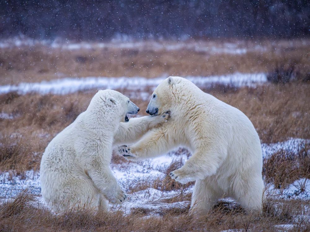 polar_bears_playing_in_snow.jpg