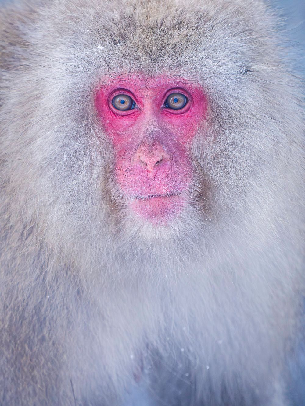 japan_snow_monkey_up_close_and_personal.jpg