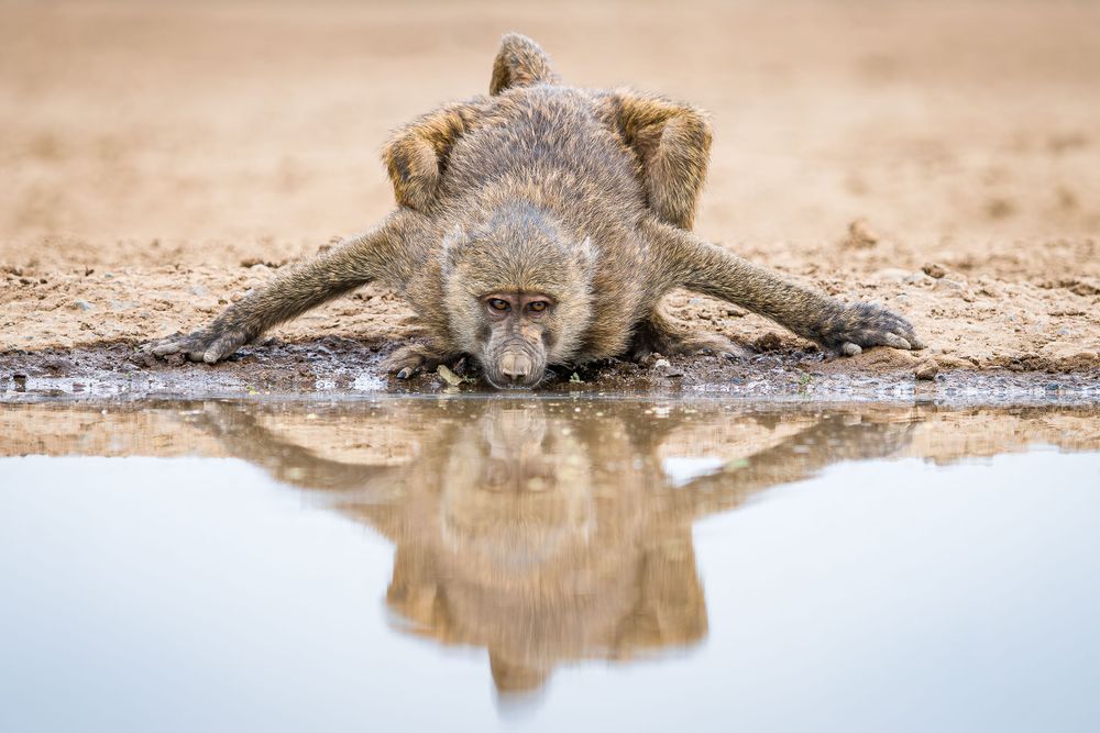 africa_shompole_baboon_stretch.jpg