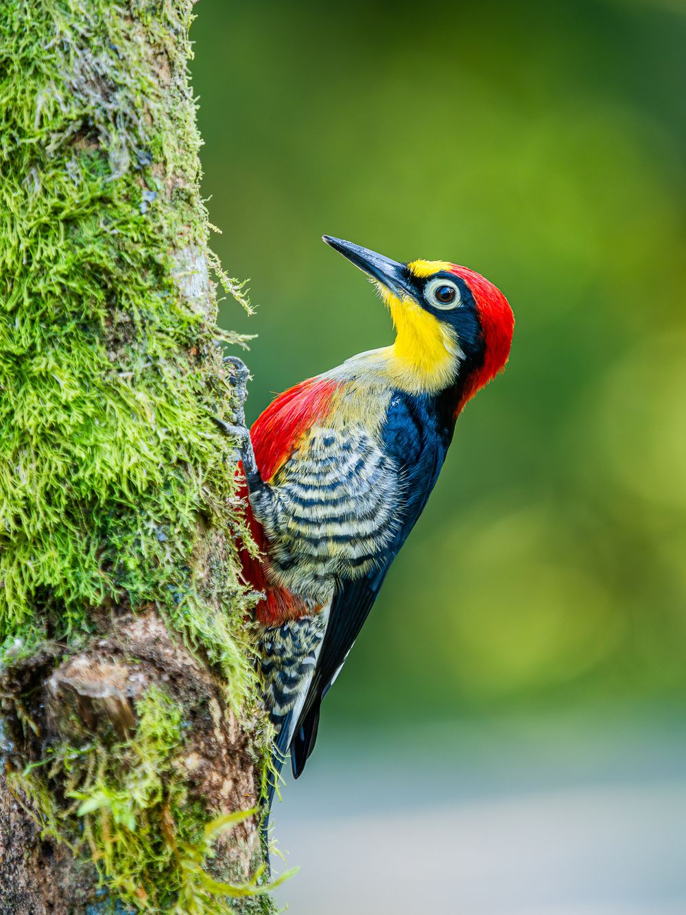 brazil_yellow_fronted_woodpecker.jpg.jpg