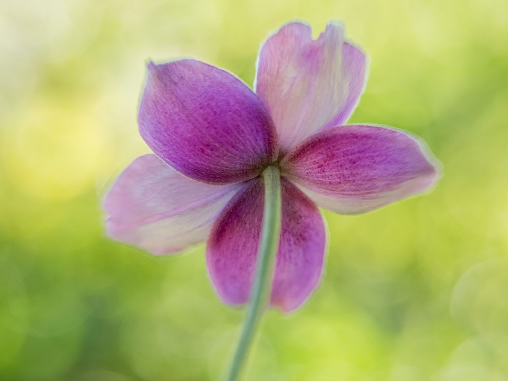 anemone_lavender_yellow_flower_lensbaby_velevet_56.jpg
