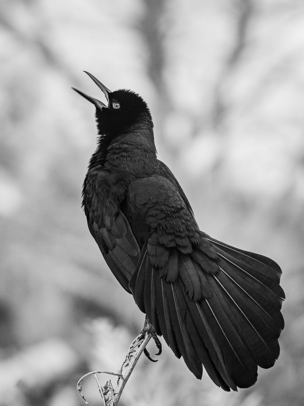 boat_tailed_grackle_black_and_white.jpg