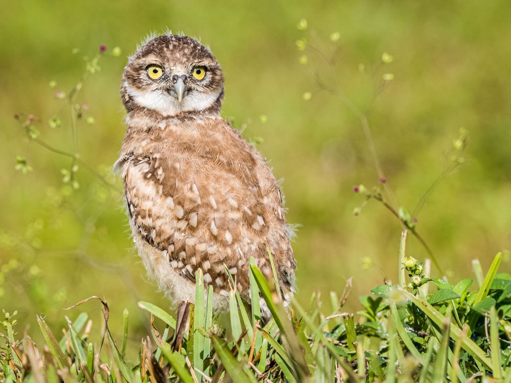 florida_burrowing_owl_baby_in_flowers.jpg
