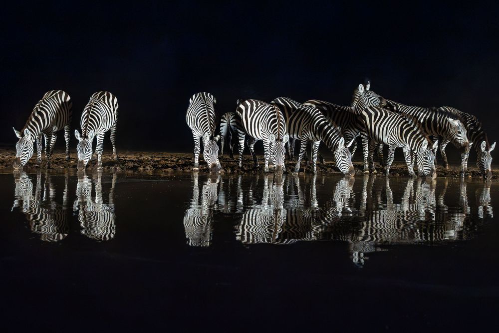 africa_zebras_drinking_reflections_of_the_herd.jpg