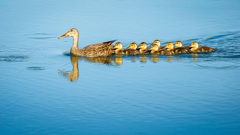 mama_mottled_duck_ducklings.jpg