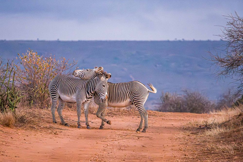 africa_zebra_pair_nuzzle_sunrise.jpg