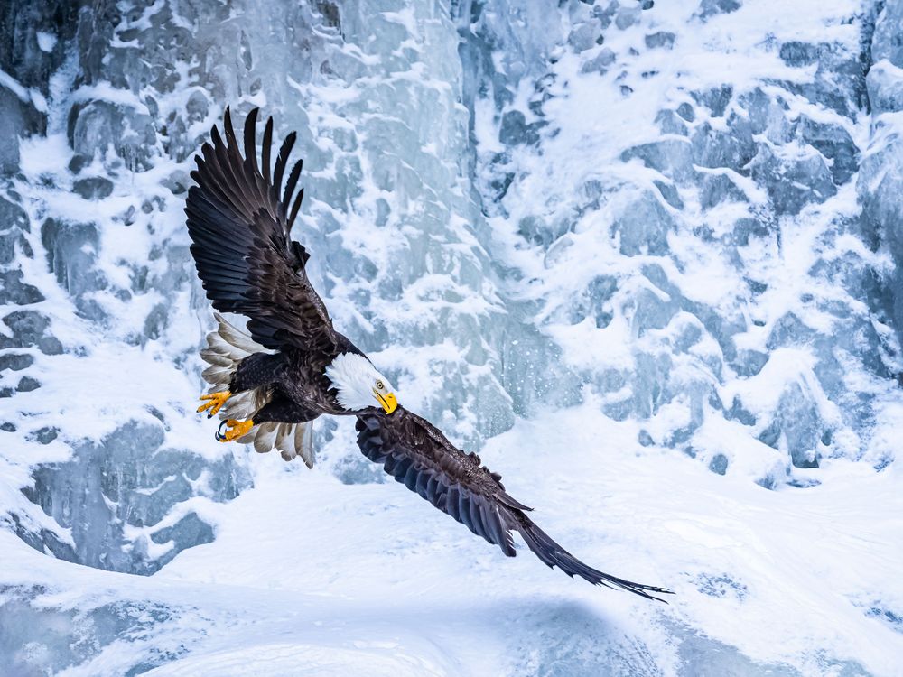 alaska_bald_eagle_soaring_in_front_of_frozen_waterfall.jpg