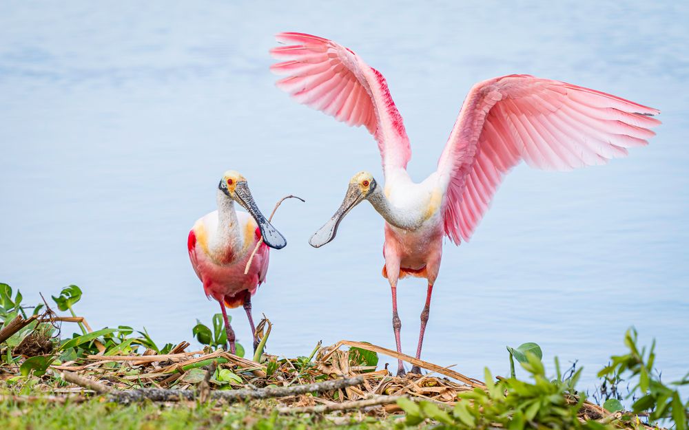 spoonbills_stick_sharing.jpg