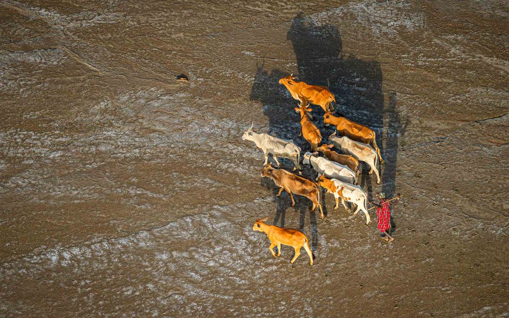 africa_aerial_maasai_moran_with_herd.jpg