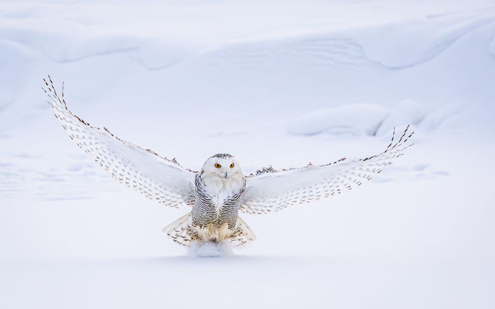 snowy_owl_landing_in_the_pond_0001.jpg