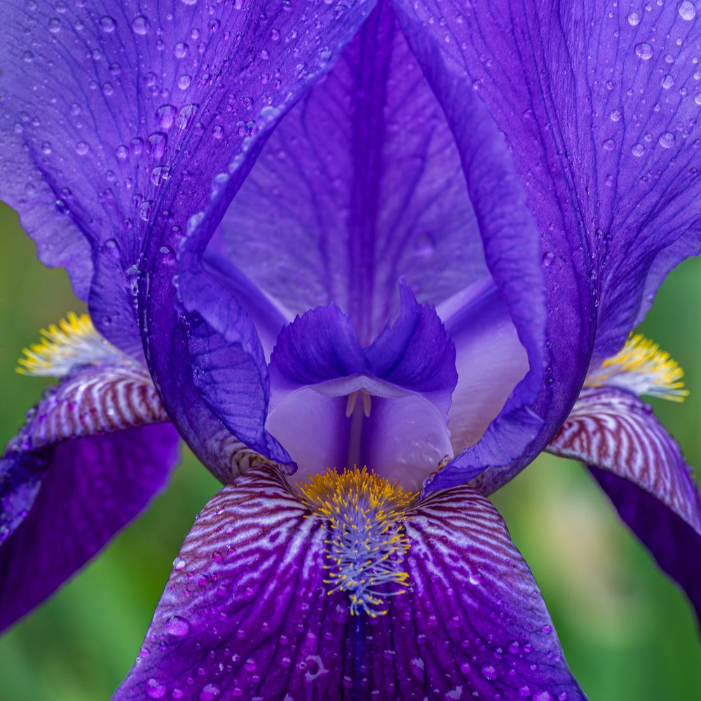 MISA_purple_bearded_iris.jpg