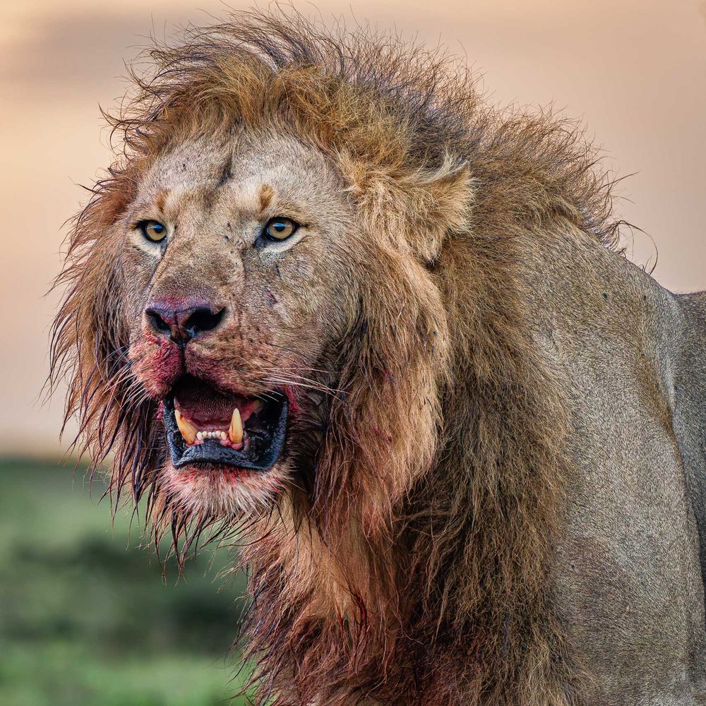 africa_after_kill_lion_portrait.jpg