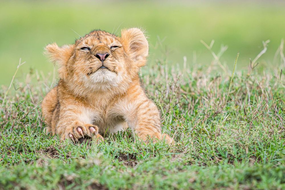 africa_lion_cub_strectch.jpg