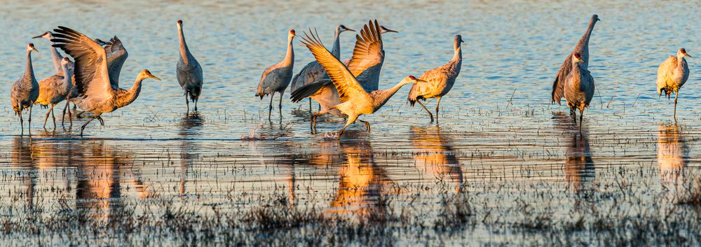 bosque_cranes_running_in_water.jpg