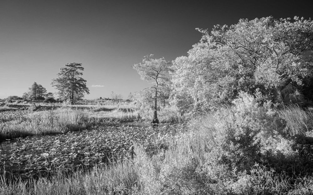 loxahatchee_infrared_landscape.jpg