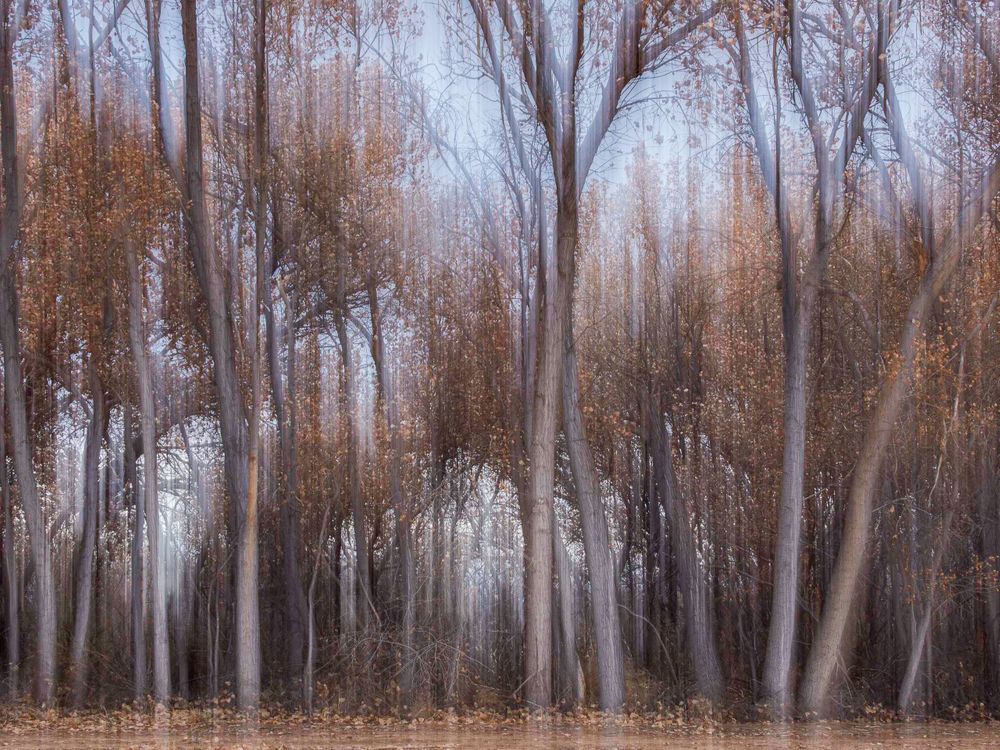 nm_bosque_tree_blur.jpg