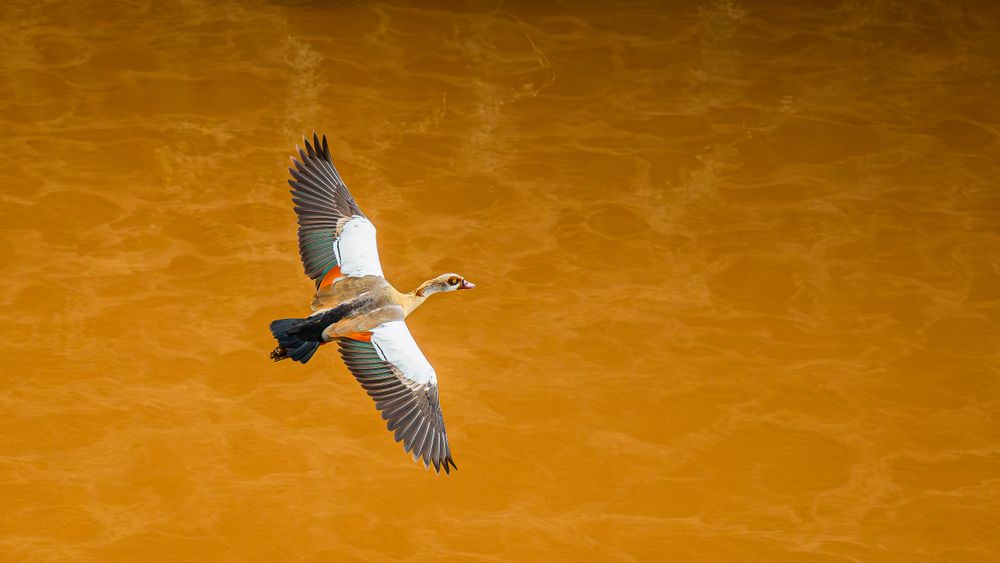 africa_aerial_egyptian_goose_in_flight.jpg
