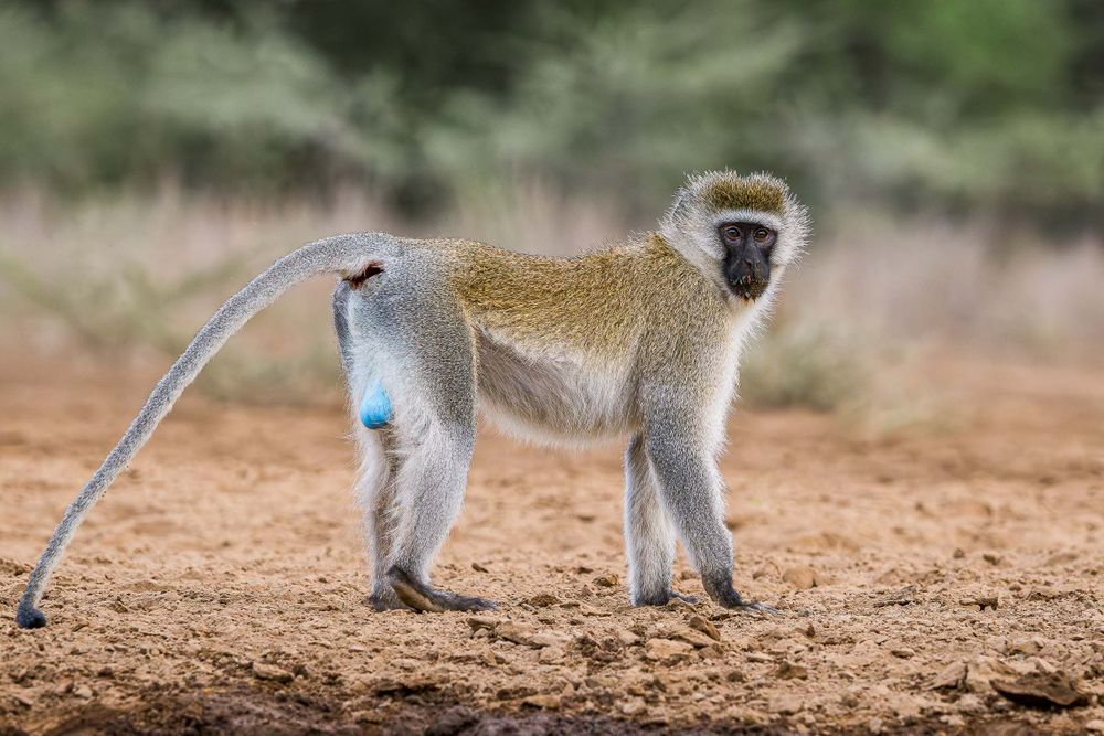africa_vervet_monkey.jpg