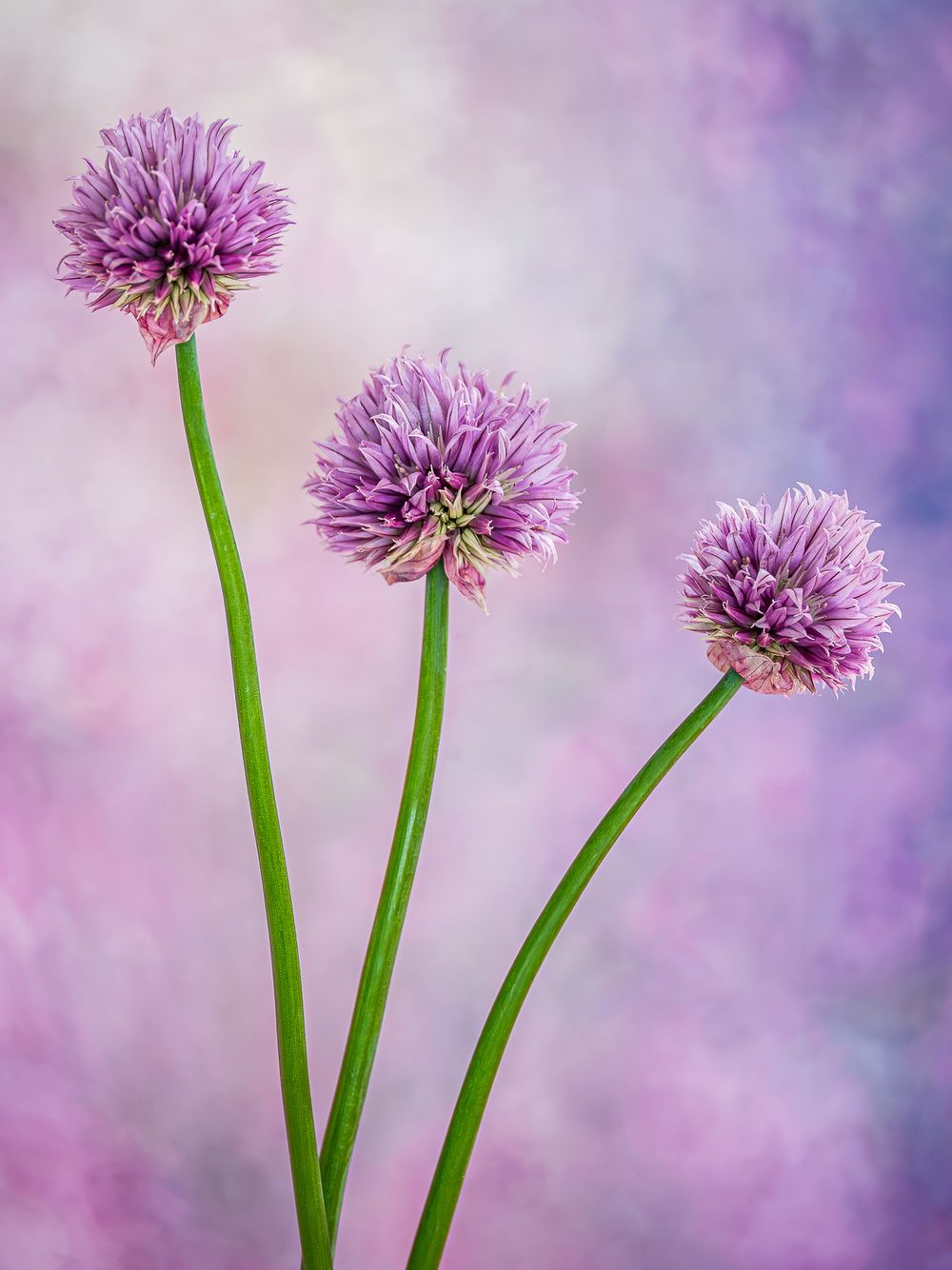 MISA_chive_blossoms.jpg