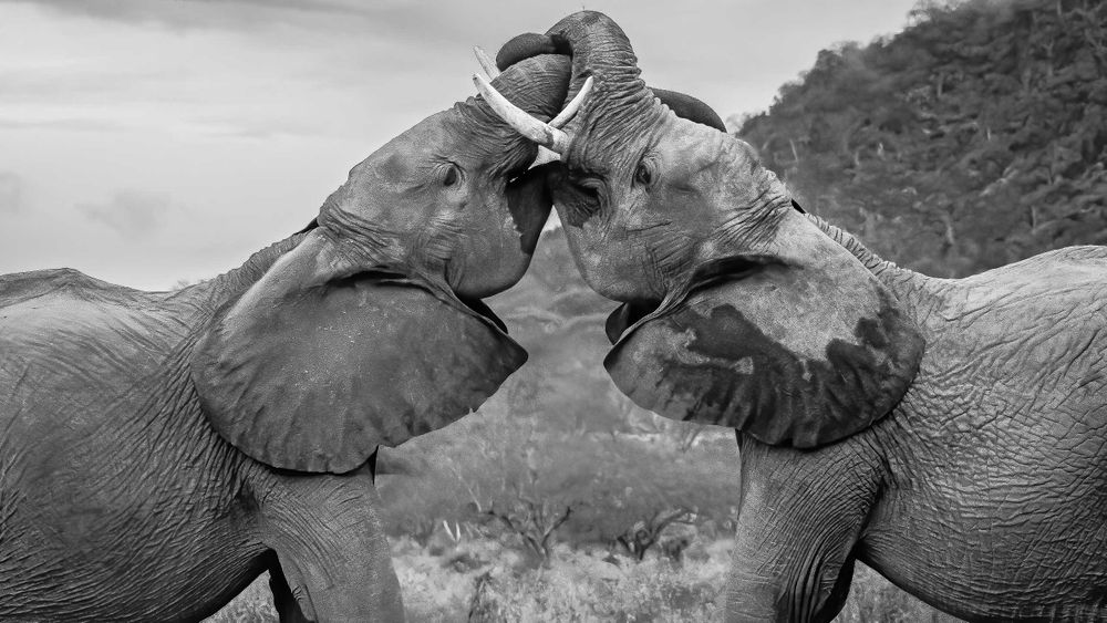 elephants_sparring_ithumba.jpg