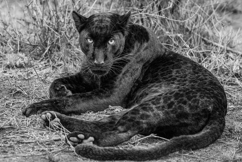 africa_Giza_sitting_black_and_white.jpg