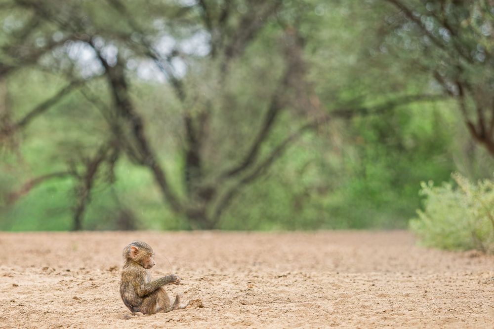africa_baby_baboon_playing.jpg