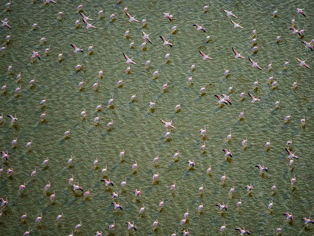 africa_flamingo_flight.jpg
