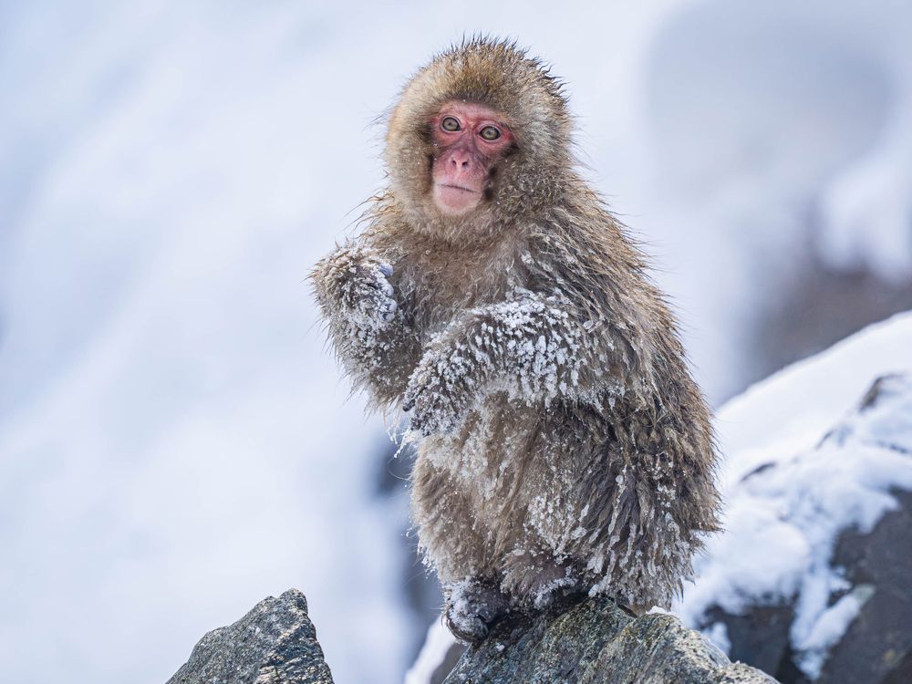 japan_snow_monkey_frozen_baby_on_rocks.jpg