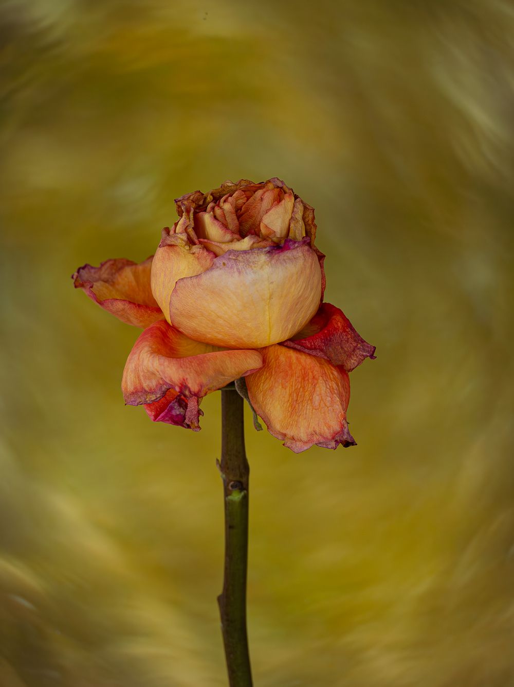MISA_dead_rose_with_texture.jpg