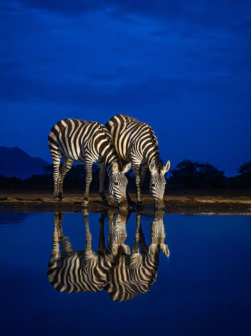 africa_zebra_duo_blue_hour_watering_hole.jpg