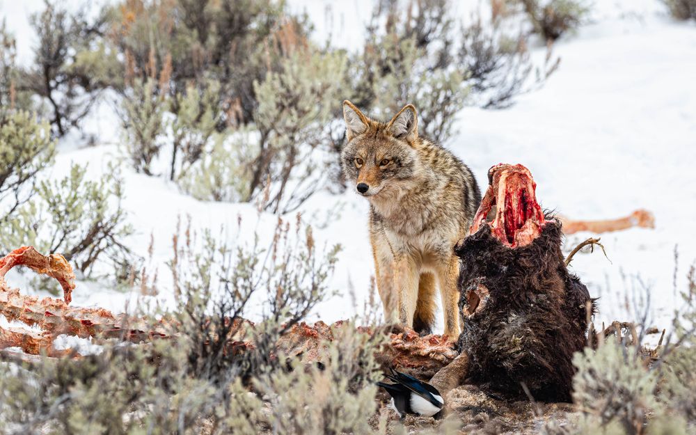 yellowstone_coyote_with_bison_head.jpg