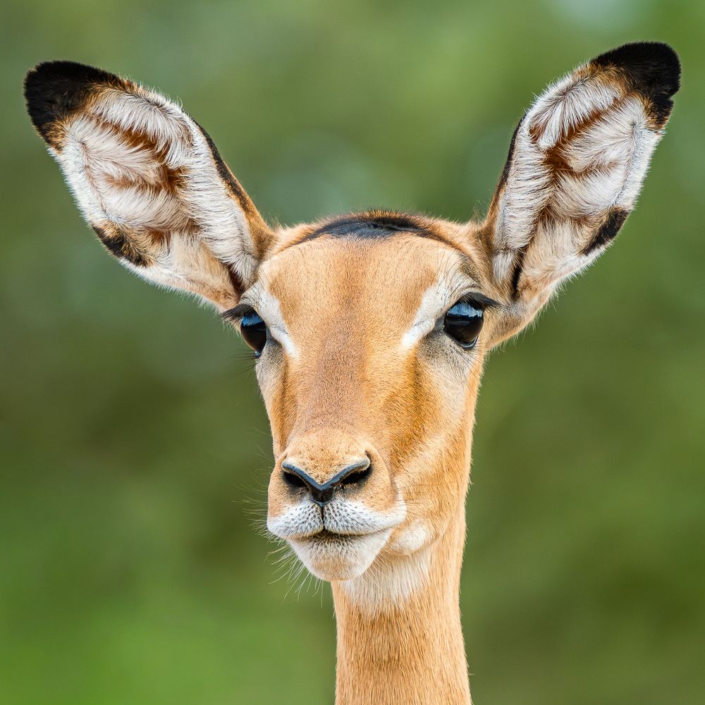 africa_impala_portrait.jpg