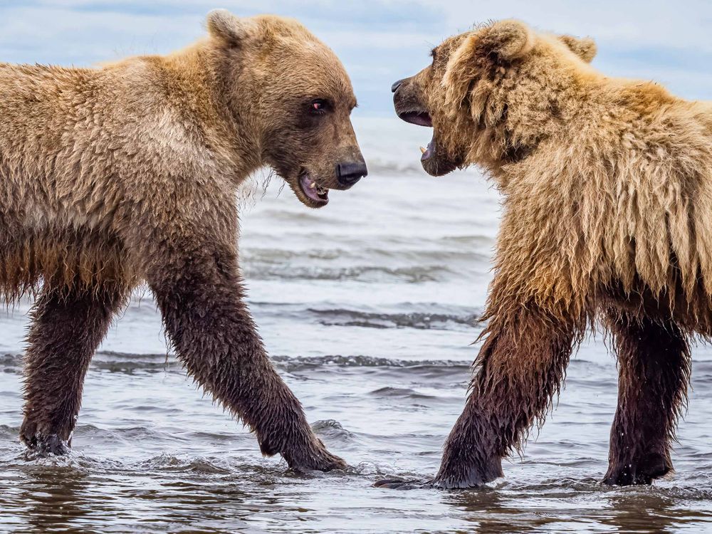 alaska_bears_playing_in_water.jpg