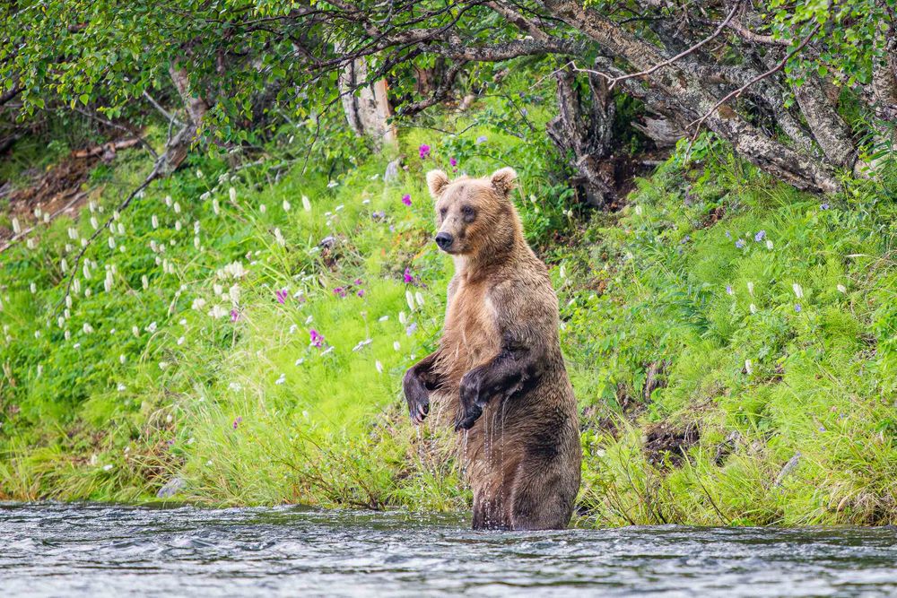 20250714_alaska_standing_bear_wildflowers_0001.jpg