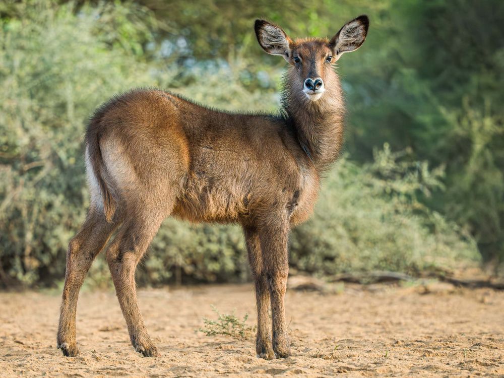 africa_waterbuck_baby.jpg