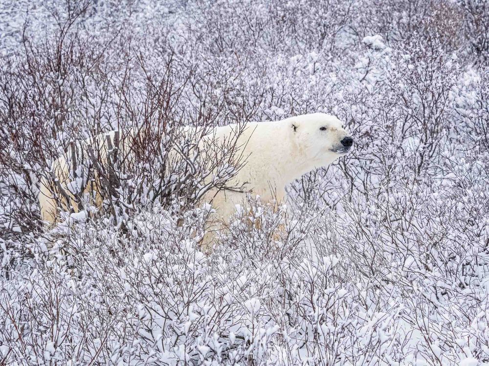 polar_bear_in_winter_wonderland.jpg