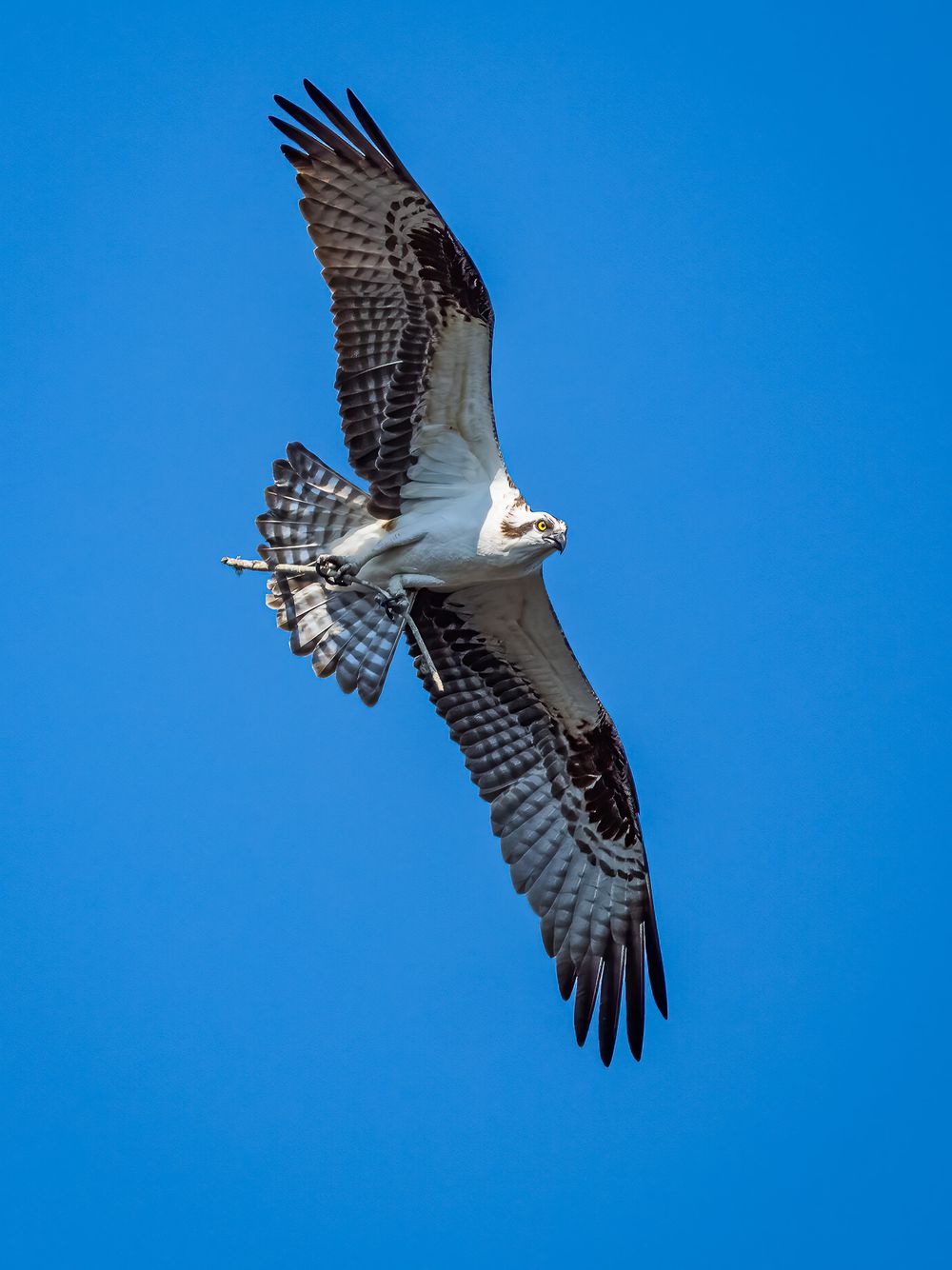 flying_osprey.jpg