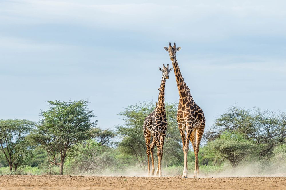 africa_mama_giraffe_and_baby_in_dust.jpg