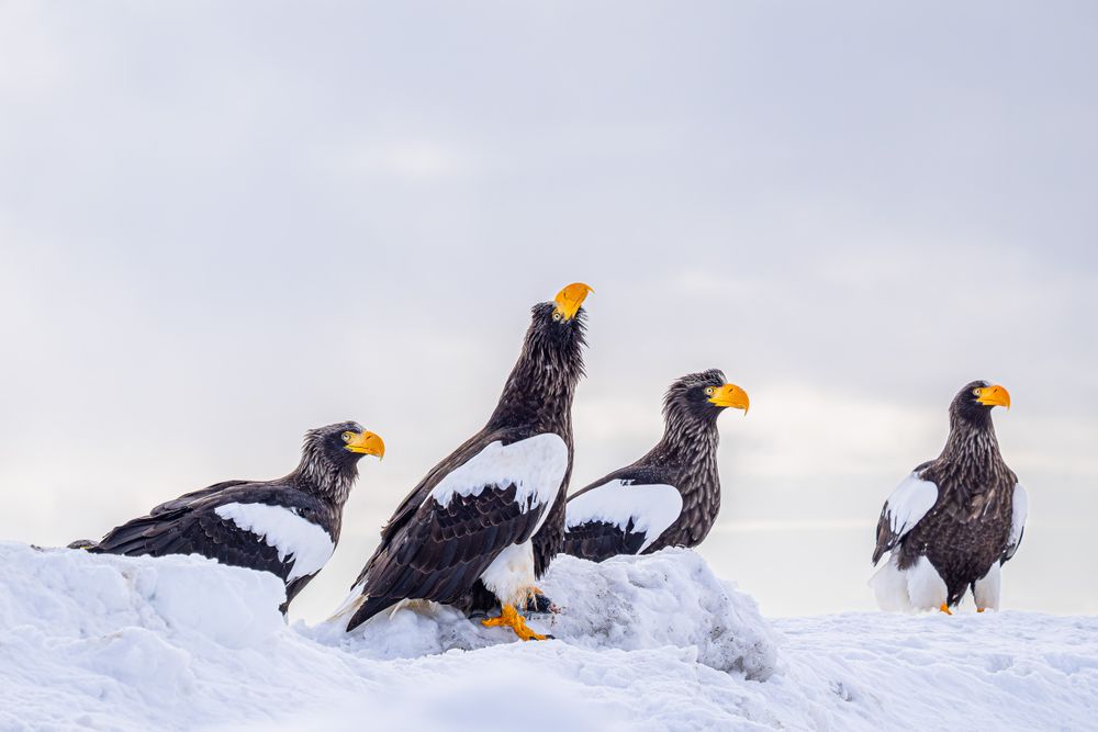 japan_stellar_eagle_group.jpg