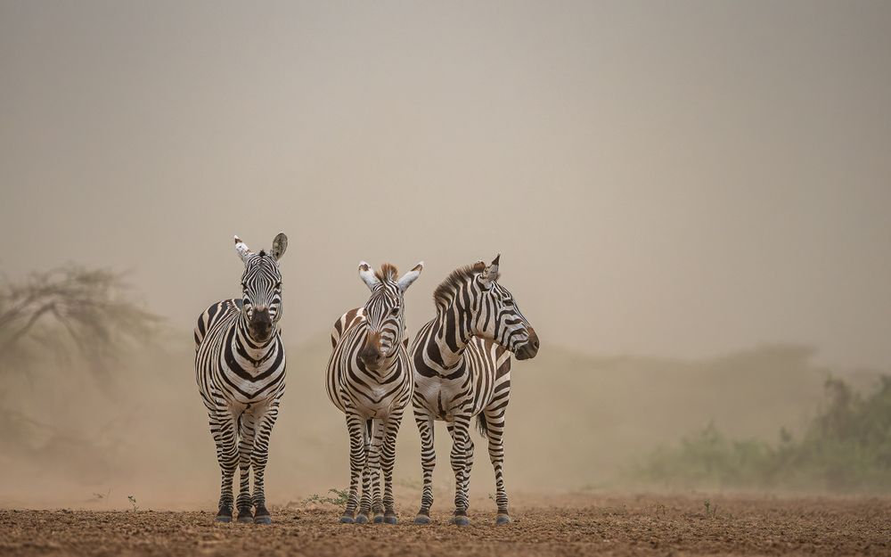 africa_zebra_trio_dust_storm.jpg