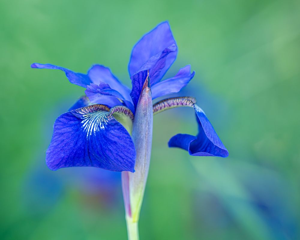 MISA_blue_siberian_iris.jpg