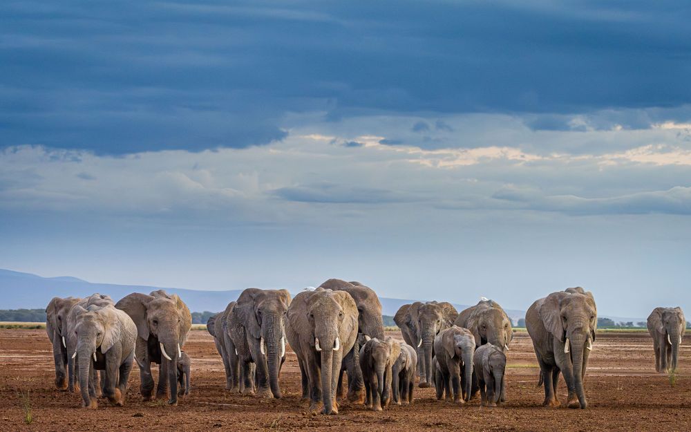 kenya_elephant_moms_and_babies_amboseli.jpg